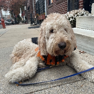 Read to a Therapy Dog